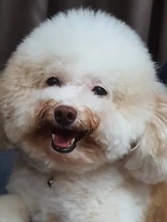 Bei Bei - Poodle Dog