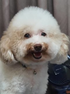 Bei Bei - Poodle Dog