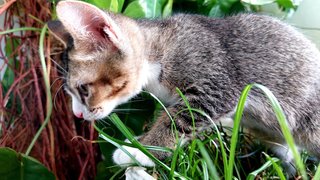 Soba &amp; Sora - Tabby Cat