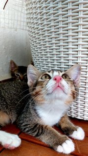 Soba &amp; Sora - Tabby Cat