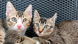 Soba &amp; Sora - Tabby Cat