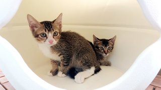 Soba &amp; Sora - Tabby Cat