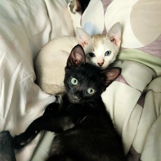 Seven&amp;bacon&amp;blacky&amp;milky - Domestic Short Hair Cat