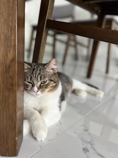 Leoo - British Shorthair + Domestic Short Hair Cat