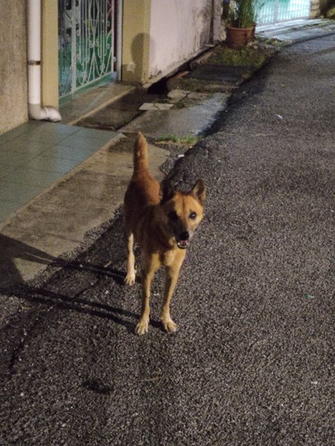 Shiba - Mixed Breed Dog