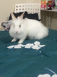 Puff And Penelope - Dwarf + Jersey Wooly Rabbit