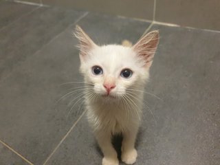 Anya &amp; Snowflake - Domestic Short Hair Cat