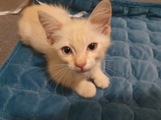 Anya &amp; Snowflake - Domestic Short Hair Cat