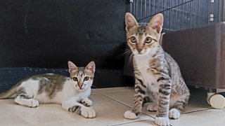 Roni &amp; Doni - Tabby Cat