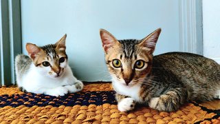 Roni &amp; Doni - Tabby Cat