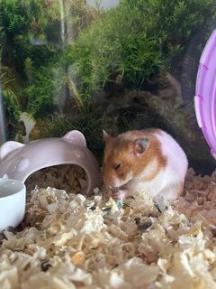 Boboyy - Syrian / Golden Hamster Hamster