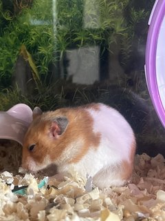 Boboyy - Syrian / Golden Hamster Hamster