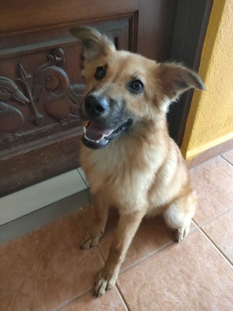 Brownie - Terrier + Golden Retriever Dog