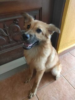 Brownie - Terrier + Golden Retriever Dog