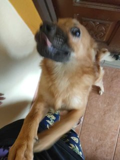 Brownie - Terrier + Golden Retriever Dog