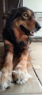 Rudy - Mixed Breed Dog