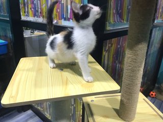 Calico Kitten In Terengganu - Domestic Short Hair Cat