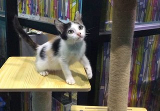 Calico Kitten In Terengganu - Domestic Short Hair Cat