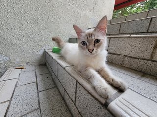 Gemma - Siamese + Balinese Cat