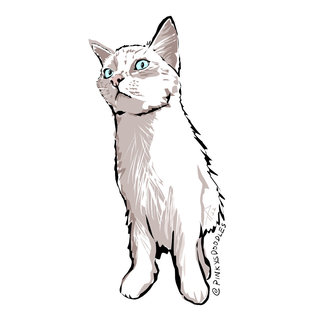 Gemma - Siamese + Balinese Cat