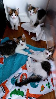 Fani &amp; Babies - Domestic Medium Hair Cat