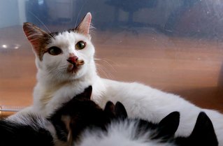 Fani &amp; Babies - Domestic Medium Hair Cat