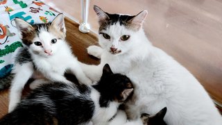 Fani &amp; Babies - Domestic Medium Hair Cat