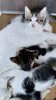 Fani &amp; Babies - Domestic Medium Hair Cat