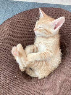 Oyen &amp; Beti - Domestic Medium Hair + Domestic Short Hair Cat