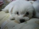 Maltese Rm650 - Maltese Dog