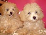 Toy Poodle With Mka Certificate. - Poodle Dog