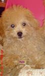 Toy Poodle With Mka Certificate. - Poodle Dog