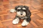 Black-gan - Schnauzer Dog