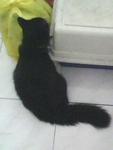 Tam - Persian + Domestic Long Hair Cat