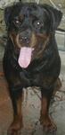 Blackie - Rottweiler Dog