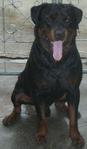 Blackie - Rottweiler Dog