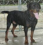 Blackie - Rottweiler Dog