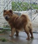 Chow Chow - Chow Chow Dog