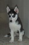 Female Siberian Husky Puppy - Siberian Husky Dog