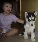 Female Siberian Husky Puppy - Siberian Husky Dog