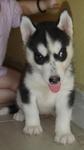 Female Siberian Husky Puppy - Siberian Husky Dog