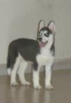 Female Siberian Husky Puppy - Siberian Husky Dog