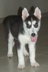 Female Siberian Husky Puppy - Siberian Husky Dog