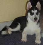 Female Siberian Husky Puppy - Siberian Husky Dog