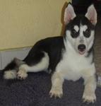 Female Siberian Husky Puppy - Siberian Husky Dog