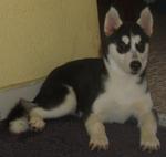 Female Siberian Husky Puppy - Siberian Husky Dog