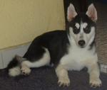 Female Siberian Husky Puppy - Siberian Husky Dog