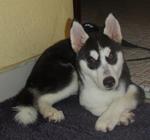 Female Siberian Husky Puppy - Siberian Husky Dog