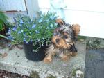 Nina - Yorkshire Terrier Yorkie Dog