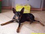 Rafi - Miniature Pinscher + Chihuahua Dog